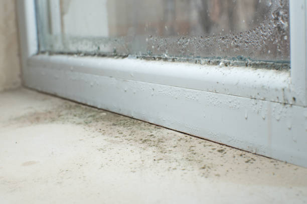 Reliable Wooster, AR Mold Removal Solutions